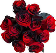 Red Black Rose Flower Seeds for Planting – Heirloom Non-GMO High Germination Organic Garden Seeds