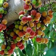 Sycomore Fig (Ficus sycomorus) Seeds – Rare Egyptian African Fig, Heirloom &amp; Non-GMO Seeds for Planting
