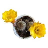 Yellow Rebutia Flower Seeds – Heirloom Non-GMO High Germination Organic Garden Seeds