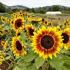 branching sunflower flower seeds