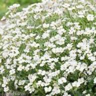 White Climbing Aubrieta Flowers Seeds – Heirloom, Non-GMO, High Germination Organic Garden Seeds for Planting