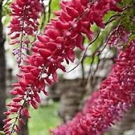 Red Peristeria Flower Seeds for Planting (Heirloom, Non-GMO) High Germination Organic Garden Seeds