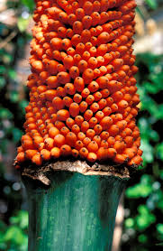 Corpse Flower Seeds Orange for Planting – Heirloom Non-GMO High Germination Seeds