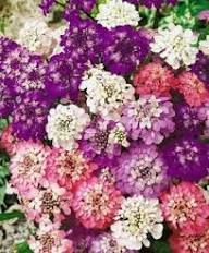 Mixed Iberis Flower Seeds – Heirloom, Non-GMO, High Germination Seeds