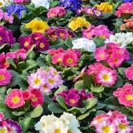 Zebra Primrose Flower Seeds – Heirloom Non-GMO High Germination Organic Garden Seeds