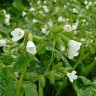 White Sissinghurst Flower Seeds Heirloom Non-GMO High Germination Organic Garden Seeds for Planting