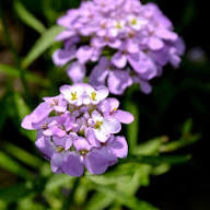 Purple Iberis Amara Flower Seeds Heirloom Non-GMO High Germination Organic Garden Seeds for Planting