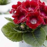 Red Sinningia Gloxinia Flower Seeds Heirloom Non-GMO High Germination Organic Garden Seeds for Planting