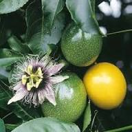 Yellow Passiflora Mollissima Seeds Heirloom Non-GMO High Germination Organic Garden Seeds