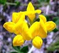 Trefoil Flower Seeds Yellow Heirloom Non-GMO High Germination Organic Garden Seeds
