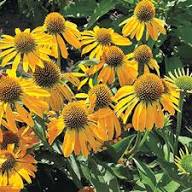Yellow Echinacea Flower Seeds – Heirloom Non-GMO High Germination Organic Seeds