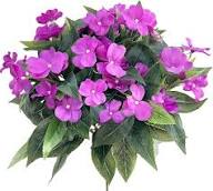 Pink Impatiens Flower Seeds – Seeds for Planting, Heirloom, Non-GMO, High Germination Organic Garden Seeds
