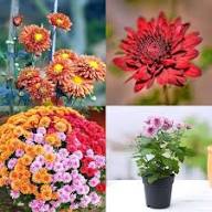 Chrysanthemum Flowers Seeds Mixed – Heirloom, Non-GMO, High Germination Organic Garden Seeds for Planting