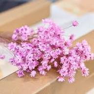 Pink Chamomile Flower Seeds Heirloom Non-GMO High Germination Organic Garden Seeds for Planting