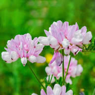 Securigera Flower Seeds for Planting – Heirloom, Non-GMO, High Germination Organic Garden Seeds