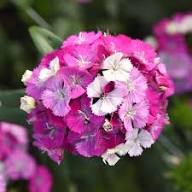Pink Rozanne Flower Seeds Heirloom Non-GMO High Germination Organic Garden Seeds for Planting