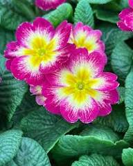 Purple Primrose Flower Seeds Heirloom Non-GMO High Germination Organic Garden Seeds for Planting