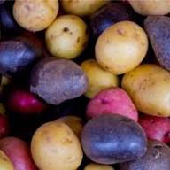 Mixed Potato Vegetables Seeds – Heirloom, Non-GMO, High Germination Organic Garden Seeds Planting