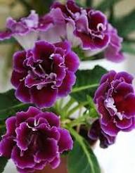 Voilet White Gloxinia Flower Seeds – Heirloom, Non-GMO, High Germination Organic Garden Seeds