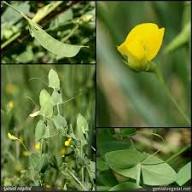 Gelbe Lathyrus Odoratus Blumensamen – Alte Sorte Gentechnikfrei Hohe Keimrate Bio-Samen