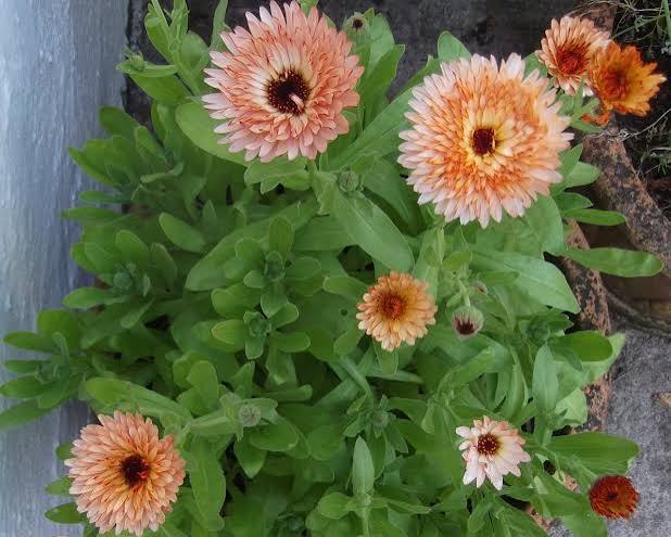 Triangle Flashback  Calendula Flower Seeds for Planting | Heirloom Non-GMO Garden Seeds