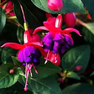 Rot Violett Fuchsie Blumensamen – Alte Sorte Gentechnikfrei Hohe Keimfähigkeit Bio-Garten