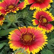 Red Arizona Flower Seeds for Planting Heirloom Non-GMO High Germination Organic Garden Seeds