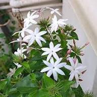 Jasmine Flower Seeds White Perennial – Heirloom, Non-GMO, High Germination Seeds