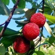 Yangmei Fruit Seeds for Planting – Unique Sweet Asian Fruits, Heirloom &amp; Non-GMO, High Germination Seeds Seeds for Planting Organic Garden Seeds