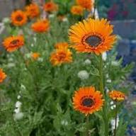 Venidium Fastuosum Flower Seeds for Planting – Heirloom, Non-GMO, High Germination