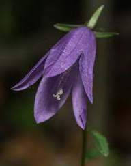 Purple Campanula Flower Seeds for Planting – Heirloom Non-GMO High Germination Organic Garden Seeds Seeds for Planting