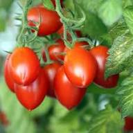 Tamarillo Seed Red – Heirloom, Non-GMO, High Germination Organic Garden Seeds for Planting