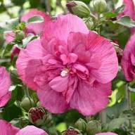 Mixed Hibiscus Syriacus Flower Seeds – Heirloom, Non-GMO, High Germination Seeds