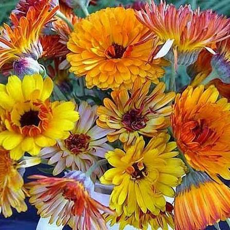 Flashback Mix Calendula Flower Seeds – Heirloom Non-GMO Garden Seeds for Planting
