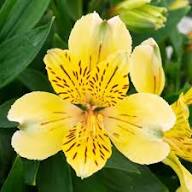 White Yellow Alstroemeria Flower Seeds – Heirloom, Non-GMO, High Germination