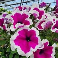 Rare Pink Petunia Flower Seeds Heirloom Non-GMO High Germination Organic Garden Seeds for Planting