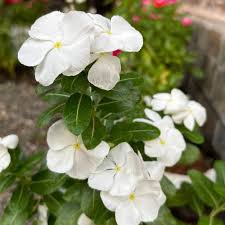 Periwinkle Flower Seeds White Heirloom Non-GMO High Germination Organic Garden Seeds for Planting