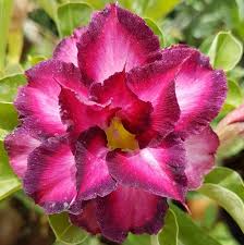 Lila Adenium-Blumensamen – Alte Sorte, gentechnikfrei, hohe Keimrate, Bio-Gartensamen zum Pflanzen