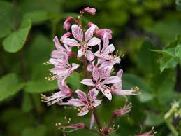 gas plant flower seeds