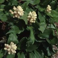 White Maianthemum Flower Seeds for Planting Heirloom Non-GMO High Germination Organic Garden Seeds