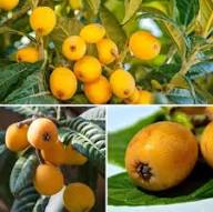 Loquat Seeds Orange Heirloom Non-GMO High Germination Organic Garden Seeds for Planting