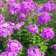 Semillas de Flor Phlox Púrpura Gigante – Cimarrón, No OGM, Semillas Orgánicas de Alta Germinación para Jardín