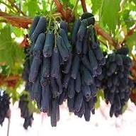 Moon Drops Grapes (Black) Fruit Seeds for Planting – Heirloom Non-GMO High Germination Organic Garden Seeds
