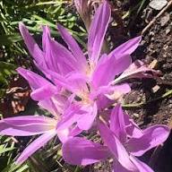 Pink Colchicum Flower Seeds for Planting – Heirloom Non-GMO High Germination Seeds