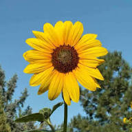 Yellow Sunflower Seeds Heirloom Non-GMO High Germination Organic Garden Seeds