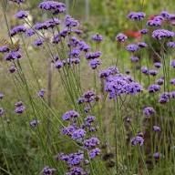 Semillas de flor Trachelium Caeruleum Púrpura, reliquia, sin OMG, alta germinación, semillas de jardín orgánicas para plantar