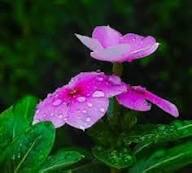 Vinca Flower Seeds Pink – Heirloom Non-GMO High Germination Organic Garden Seeds