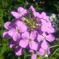 Semillas de Flores Hesperis Rosadas – Orgánicas, de Polinización Abierta, Sin OGM, de Alta Germinación para Jardín