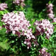 Pink Daphne Odora Flower Seeds for Planting – Heirloom Non-GMO High Germination Organic Garden Seeds