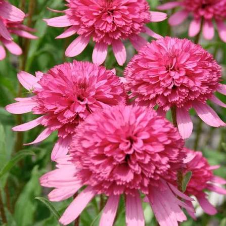 Echinacea Southern Belle Coneflower Flower Seeds for Planting – Heirloom, Non-GMO